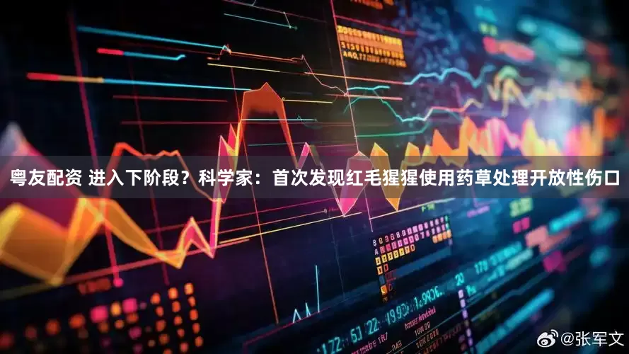 粤友配资 进入下阶段？科学家：首次发现红毛猩猩使用药草处理开放性伤口